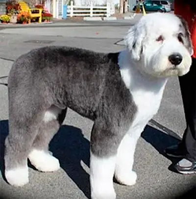 sheepadoodle haircuts