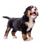 A happy Bernese Mountain dog puppy looking up and smiling