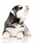 Alaskan Husky Airedale Terrier Dog Breed Information