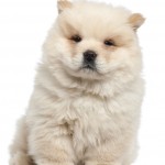 Fluffy Chow Chow Puppy