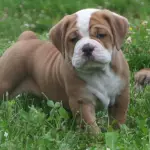 A reall adorable Beabull puppy standing in the grass 3 months old