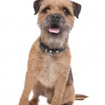 Border Terrier with a black collar