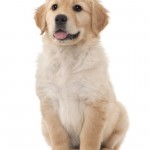 chehalem mountain farms goldendoodles