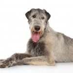 Irish Wolfhound with his toung out panting