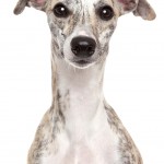Whippet dog grey and white close up