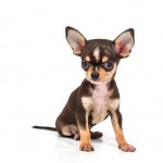 Chihuahua with big ears sitting down