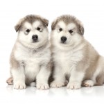 Two Alaskan Malamutepuppies sitting side by side