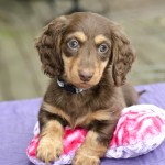 Miniature Dachshund on a pink pillow