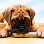 A baby Bullmastiff chewing on a stick