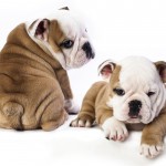 Two English Bulldog puppies one looking over his shoulder