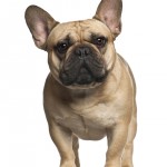 French Bulldog brown and black