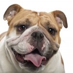 Bulldog with a big grin