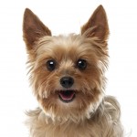 Yorkie Poo Puppies For Sale In Texas