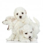 three Bichon Frise puppies stacked on top of each other big yawn