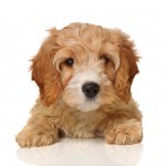 Cockapoo Puppies For Sale In Illinois