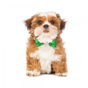 Shichon Zuchon Teddy Bear wearing a green bow tie