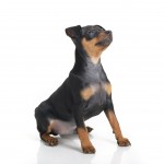 Small Doberman Pinchersitting up and looking at his owner