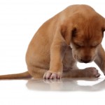 Boerboel sitting down and looking at the ground