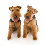 A couple Welsh Terrier dogs with a white background