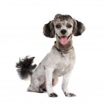 Grey Shih Poo with a poodle haircut