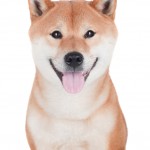 Shiba Inu happy as a clam