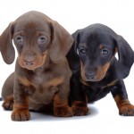 Two Dachshund pups one black and one brown