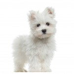 Teacup Maltese with cute ears