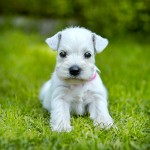 White Miniature Schnauzer in the grass