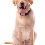 Yellow Labrador panting