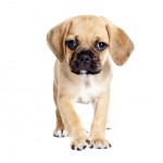 Puggle puppy that is walking towards the camera
