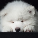 Samoyeddog taking a nap
