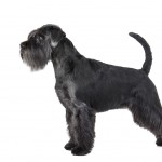 Black Schnauzer side profile