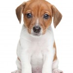 Very small Jack Russell Terrier with big eyes