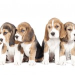 Four young Beagles sitting down