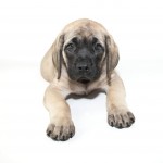 English Mastiff with big paws