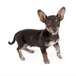 Chiweenie walking and lifting his leg