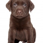 Chocolate Lab 5 months old