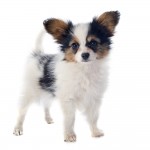 Papillon with some spunk