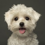 Maltese happy and smiling