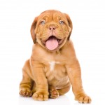 Excited French Mastiff young pup
