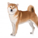 Akita Inu Dog stanging on a white background