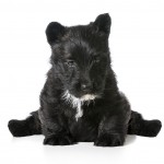 Scottish Terrier sitting down with his legs spread wide
