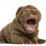 Shar Pei with a huge yawn