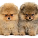 Corgi Puppies For Sale In Colorado