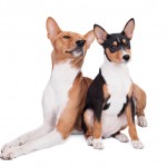 Two Basenji Barkless dogs