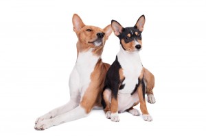 Two Basenji Barkless dogs
