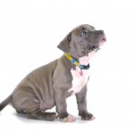 Pitbull sitting down with a blue collar