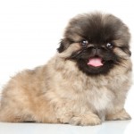 Pekingesewith a big coat