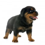Rottweiler 4 months old standing up