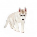 Alaskan Husky prowling